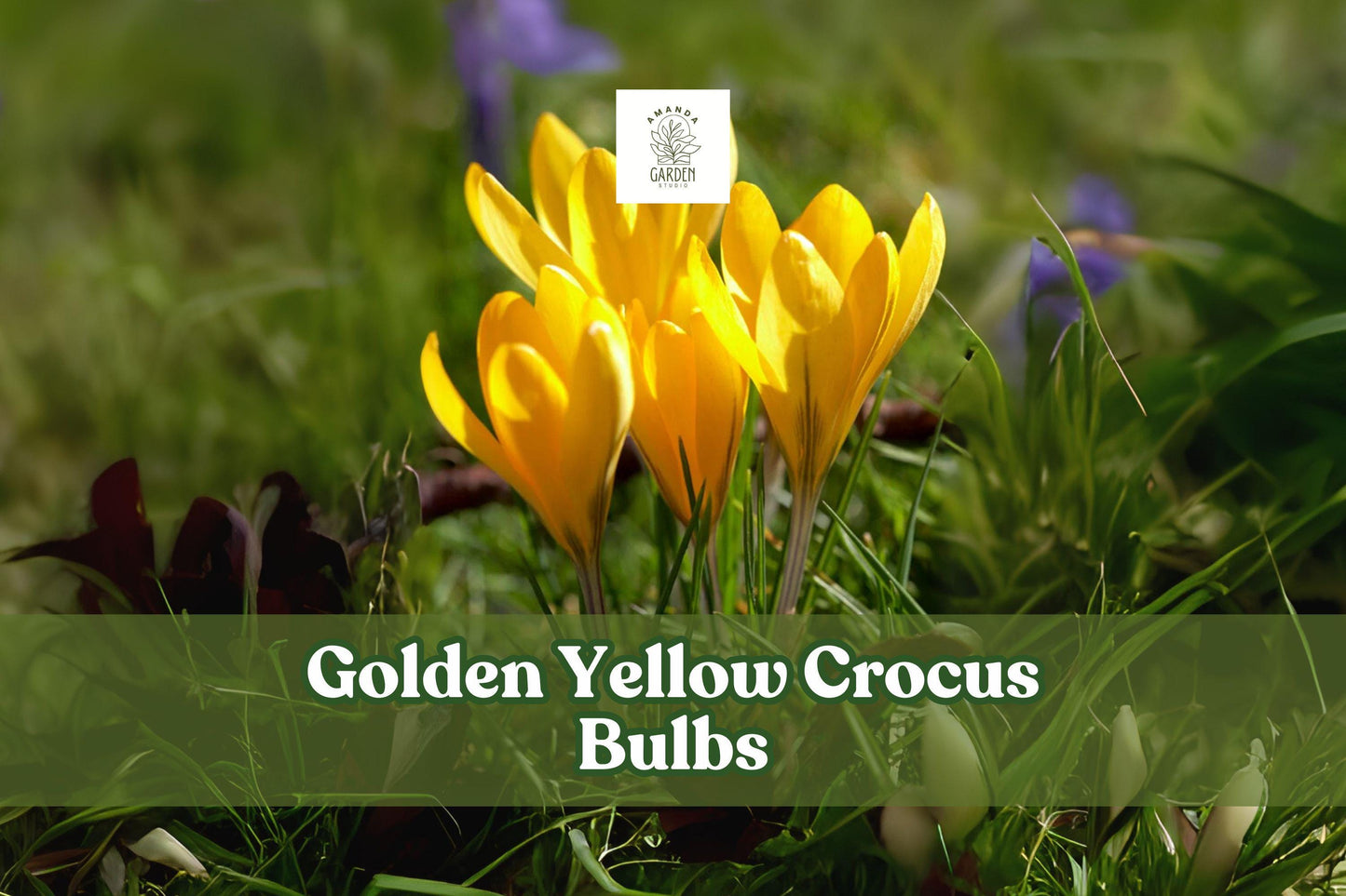 Golden Yellow Crocus Bulbs – 5 Live Corms for Spring Blooming, Hardy Perennial, Crocus vernus ‘Golden Yellow’