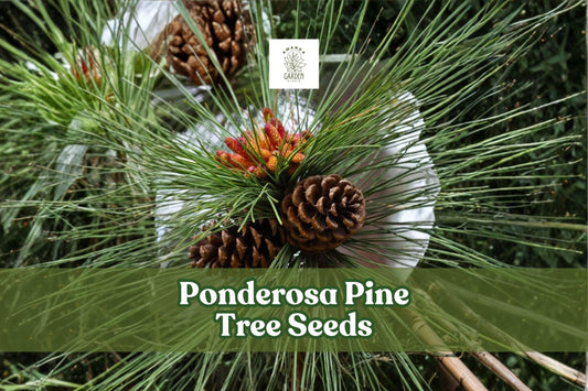 30 Ponderosa Pine Tree Seeds | Evergreen Conifer, Drought-Tolerant, Pinus ponderosa, Bonsai & Reforestation