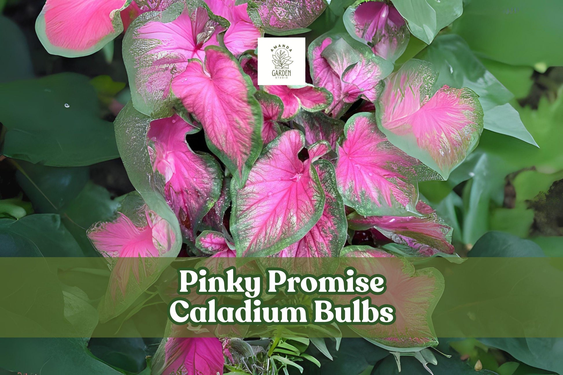 6 Pink Caladium Bulbs Pink Foliage Ornamental Garden, Shade-Tolerant Caladium bicolor, Container & Landscape Plant