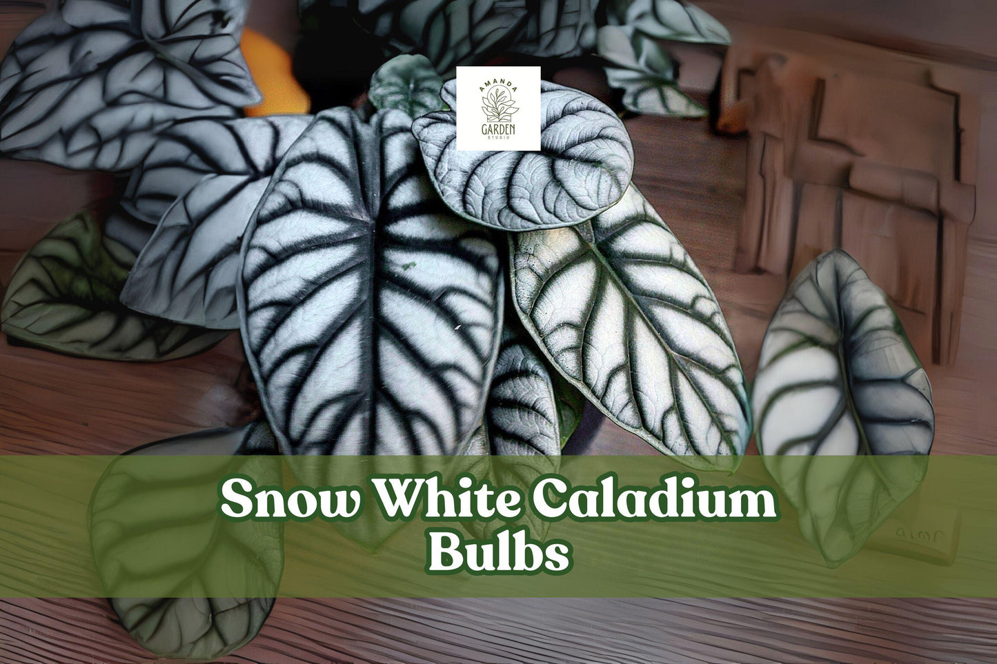 Snow White Caladium Bulbs | Tropical Shade Perennial | White & Green Foliage | Caladium bicolor
