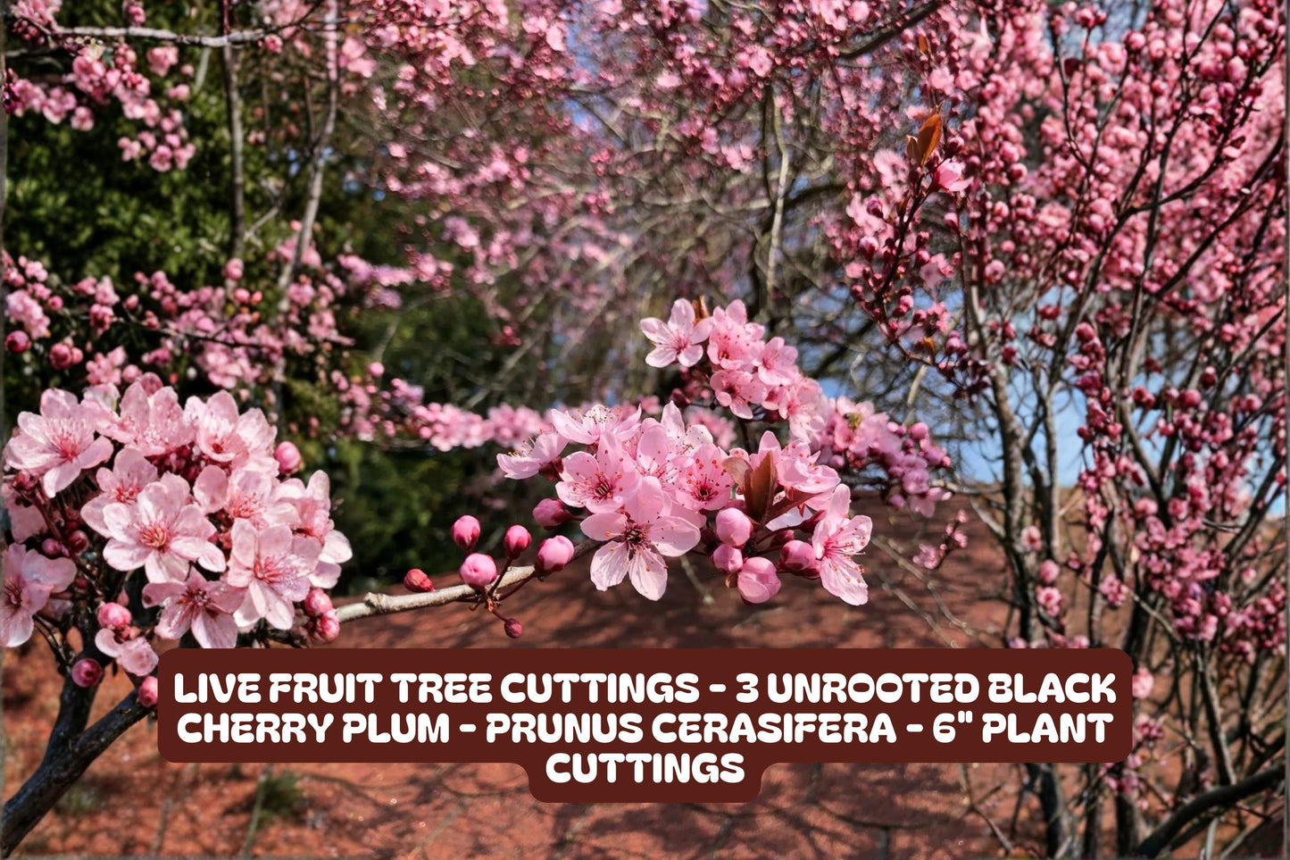 Live Fruit Tree Cuttings - 3 Unrooted Black Cherry Plum Prunus Cerasifera 6" Plant Cuttings for Gardening