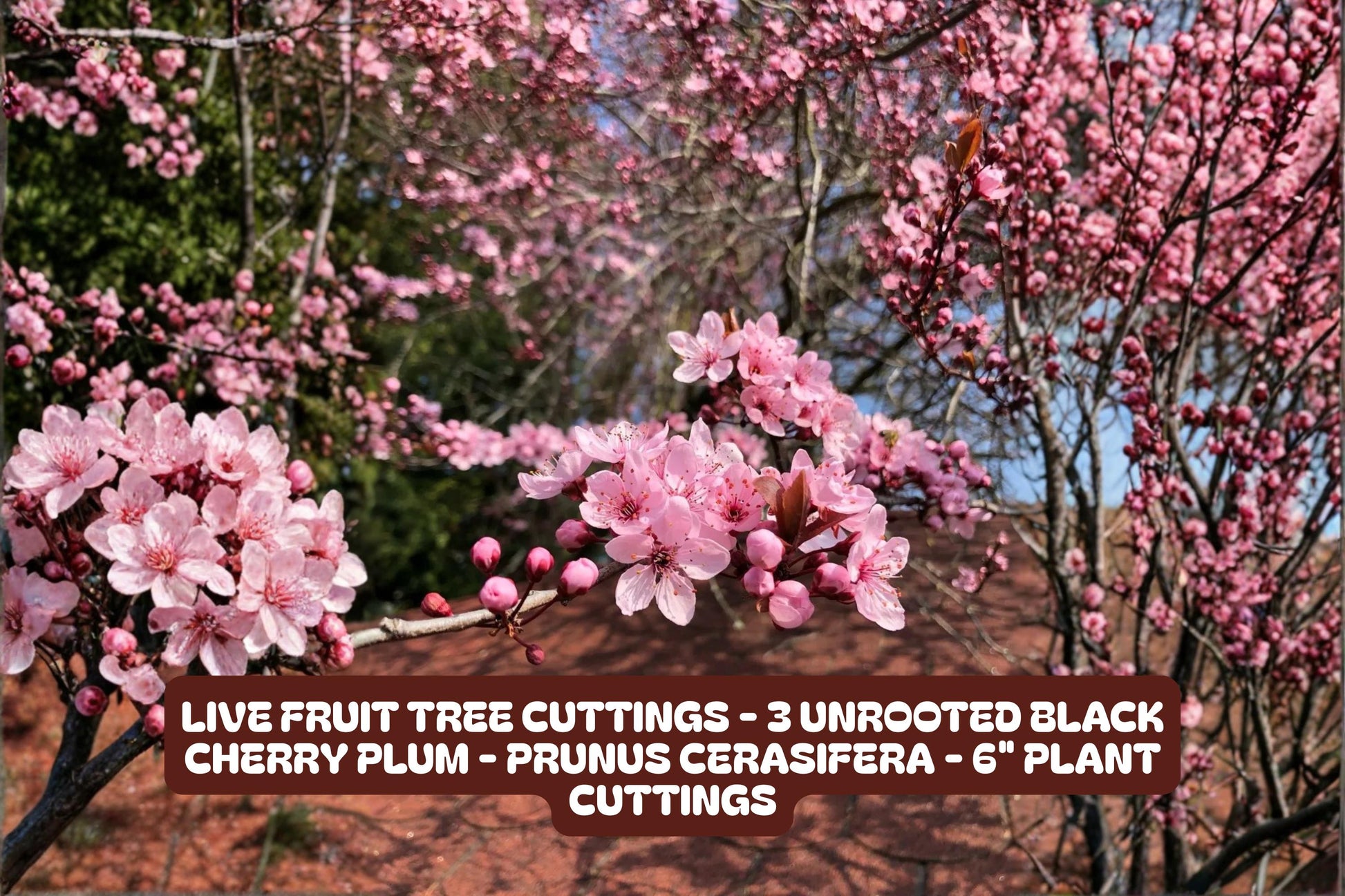 Live Fruit Tree Cuttings - 3 Unrooted Black Cherry Plum Prunus Cerasifera 6" Plant Cuttings for Gardening