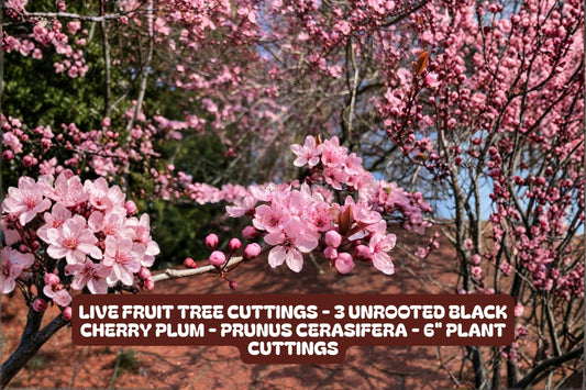 Live Fruit Tree Cuttings - 3 Unrooted Black Cherry Plum Prunus Cerasifera 6" Plant Cuttings for Gardening