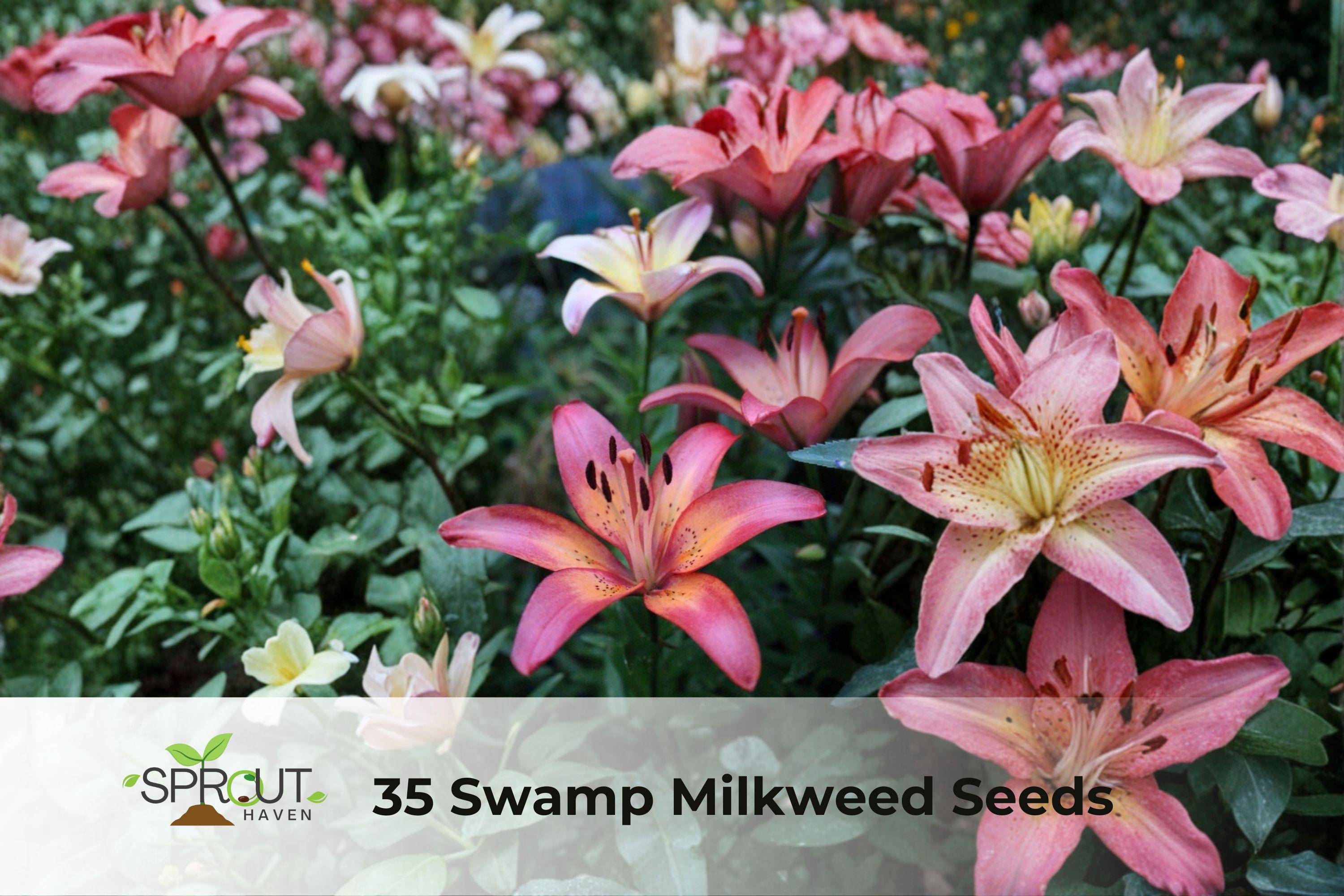 Royal Sunset Lily Bulbs – Hardy Perennial Flower, Vibrant Sunset Colors, Lilium hybrid, 3 Pack