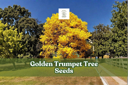 Golden Trumpet Tree Seeds | Handroanthus chrysanthus | Yellow Tabebuia Flowering Ornamental Tree Seeds