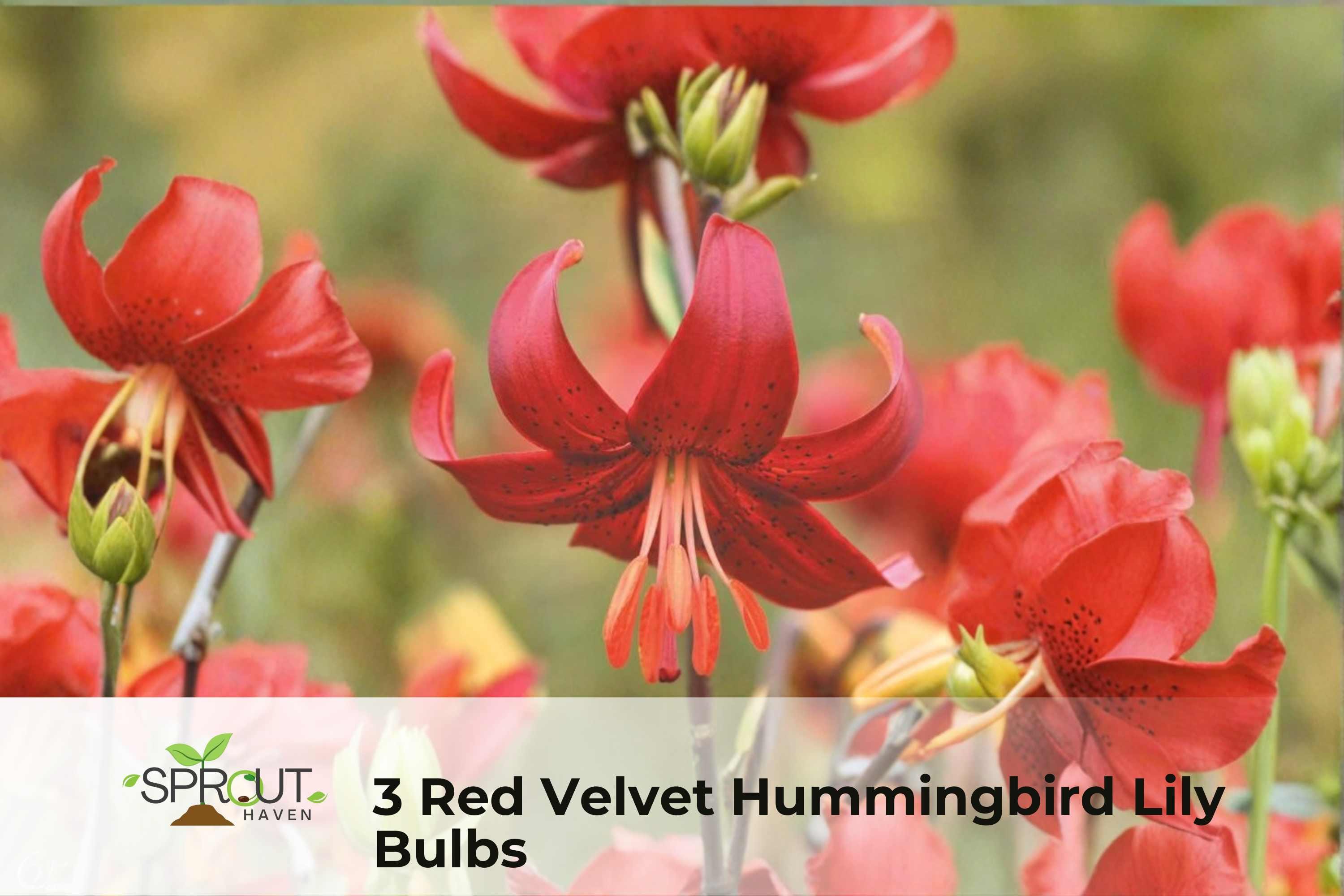 Red Velvet Hummingbird Lily Bulbs – 3 Perennial Flowering Plants, Red Blooms, Lycoris spp., Attracts Hummingbirds