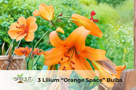 3 Orange Space Lilium Bulbs | Fragrant Perennial Tree Lilies | Tall 4–7 ft | Lilium hybrid