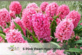 Pink Pearl Hyacinth Bulbs – Fragrant Spring-Blooming Ornamental Flowering Plants – Hyacinthus orientalis, 5 Bulbs