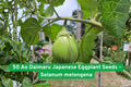 50 Ao Daimaru Japanese Eggplant Seeds – Heirloom Solanum melongena, Green Skin, White Flesh, Mild Flavor, Compact Annual Vegetable