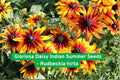 Gloriosa Daisy Seeds, Rudbeckia hirta, Indian Summer, Perennial Flower, Yellow with Red Centers, Drought-Tolerant, Pollinator-Friendly
