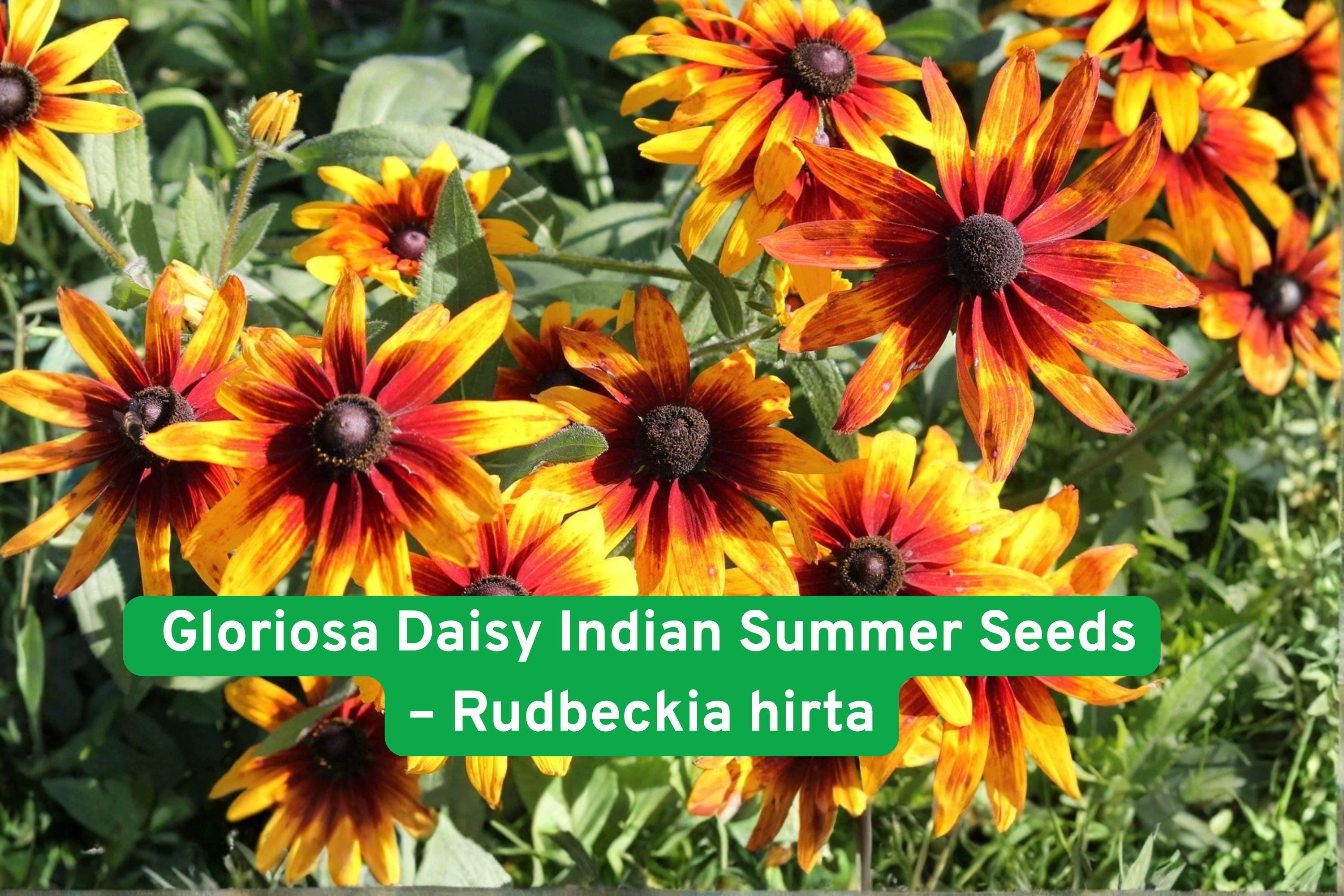 Gloriosa Daisy Seeds, Rudbeckia hirta, Indian Summer, Perennial Flower, Yellow with Red Centers, Drought-Tolerant, Pollinator-Friendly