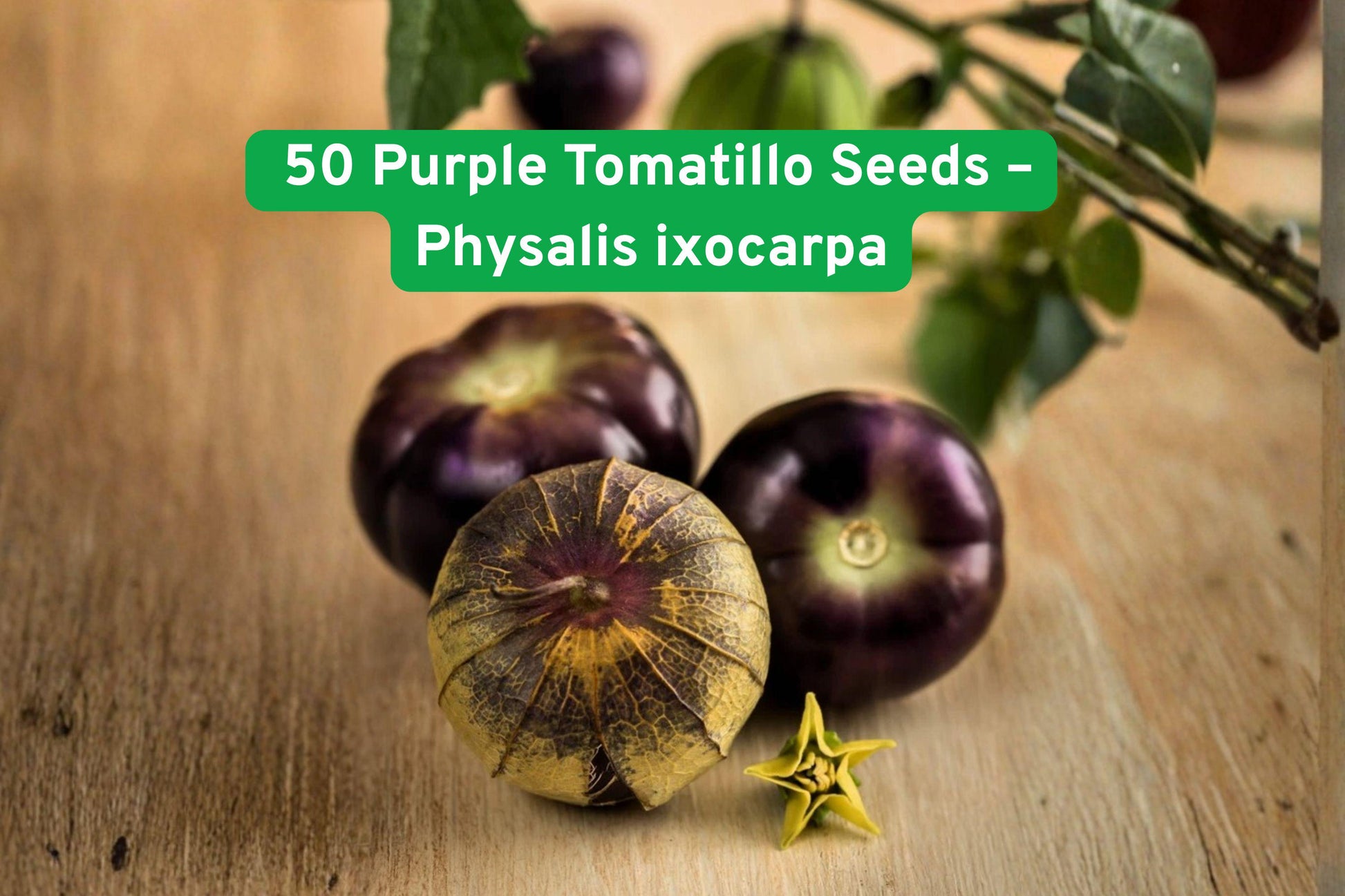 Heirloom Purple Tomatillo Seeds | Sweet Flavor | Compact 24-36" Physalis ixocarpa for Salsa & Sauces
