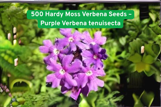 Hardy Moss Verbena Seeds – Purple Verbena tenuisecta Groundcover, Fragrant Butterfly Attracting, Drought Tolerant, 500 Seeds