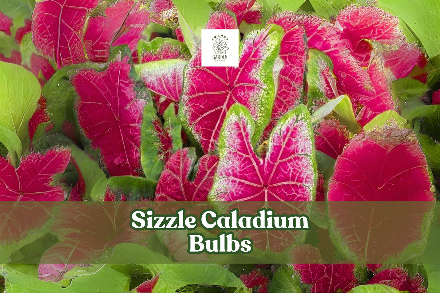 Sizzle Caladium Bulbs 2-Pack | Pink-Red Fancy Leaf | Tropical Foliage | Caladium bicolor