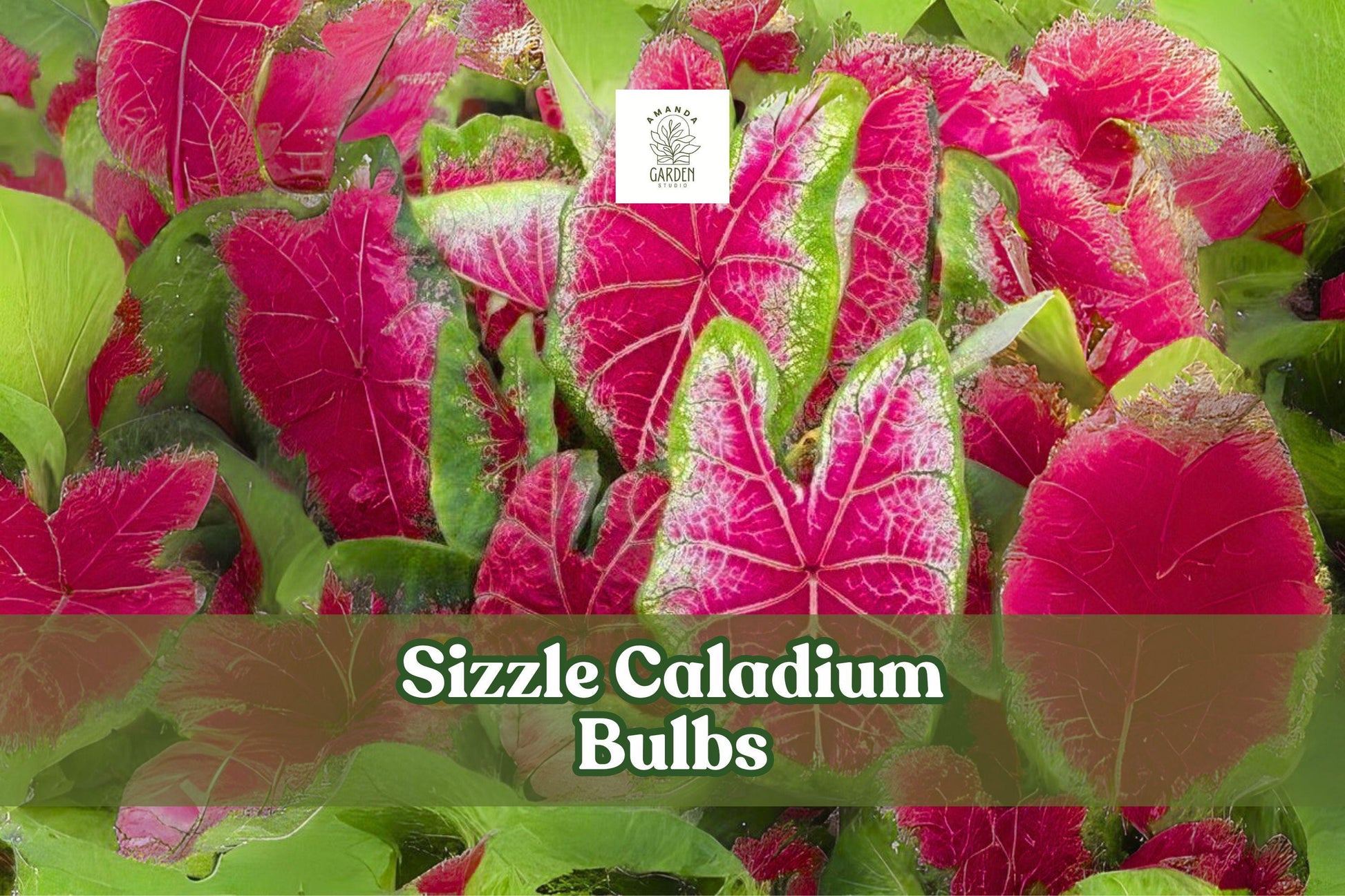 Sizzle Caladium Bulbs 2-Pack | Pink-Red Fancy Leaf | Tropical Foliage | Caladium bicolor