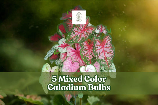 Mixed Caladium Bulbs 5-Pack | Fancy Leaf Tropical Foliage | Caladium bicolor | Shade Garden, Container, Indoor