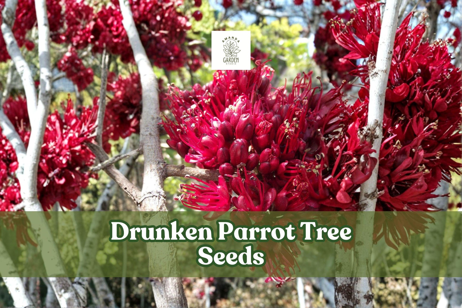10 Drunken Parrot Tree Seeds - Exotic Red Bloom, Schotia brachypetala, Ornamental Flowering Tree, Bird-Attracting, Drought-Tolerant