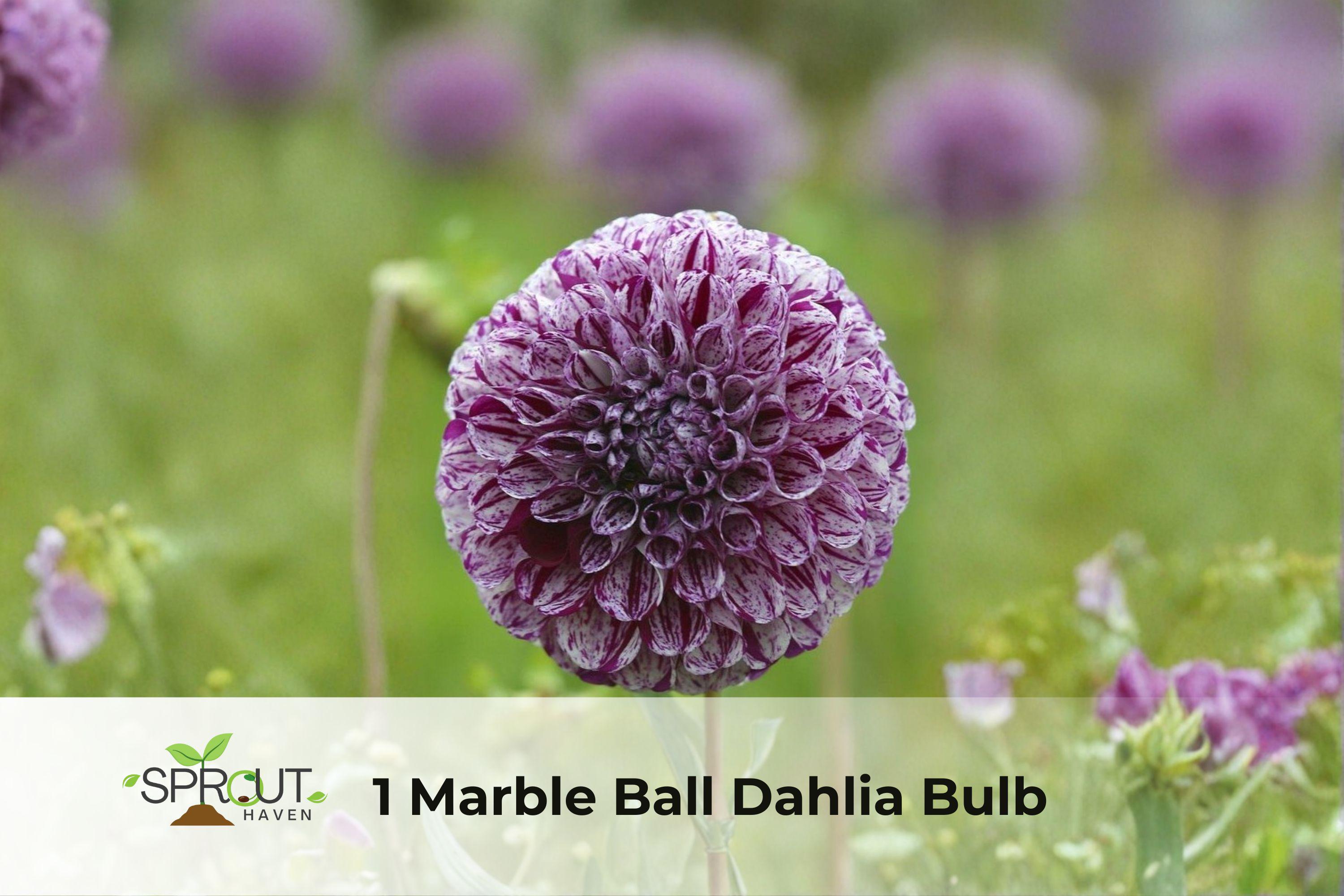 Marble Ball Dahlia Bulb - Perennial Flower for Garden Borders, Containers, Bright Summer Blooms, Dahlia spp.