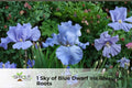 Sky Blue Dwarf Iris Rhizome - Perennial Flowering Plant for Borders, Rock Gardens, Containers | Iris spp.