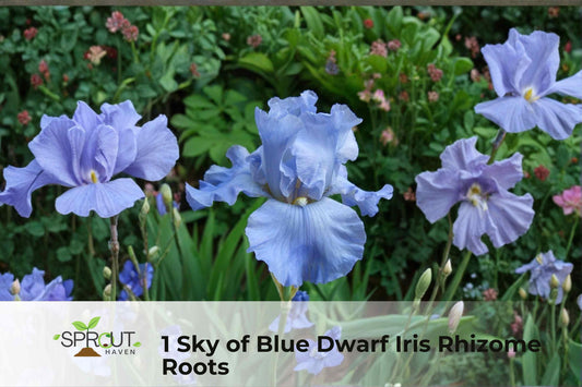 Sky Blue Dwarf Iris Rhizome - Perennial Flowering Plant for Borders, Rock Gardens, Containers | Iris spp.