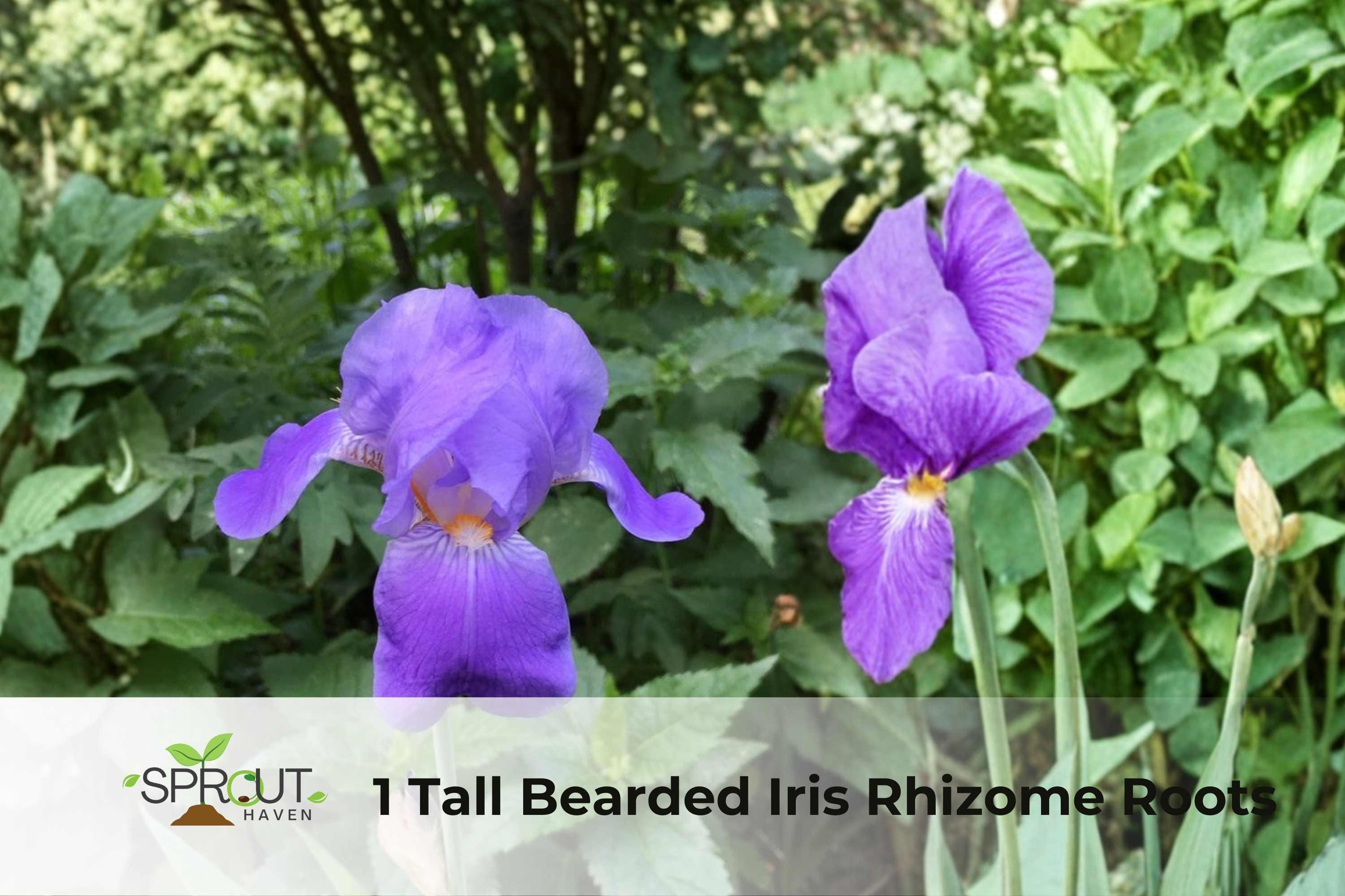 Tall Bearded Iris Rhizome – 2-Tone Purple Perennial Flower for Garden Borders & Containers