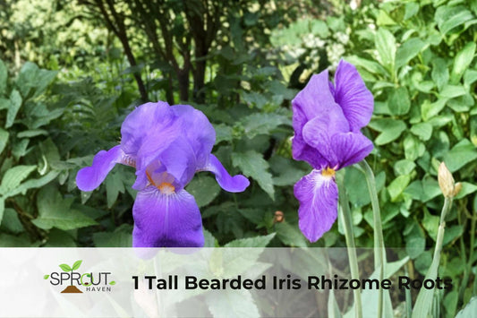 Tall Bearded Iris Rhizome – 2-Tone Purple Perennial Flower for Garden Borders & Containers