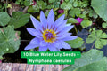 10 Blue Water Lily Seeds | Exotic Sacred Lotus Pond Plant | Nymphaea caerulea | Blue Flowers for Water Gardens & Ponds