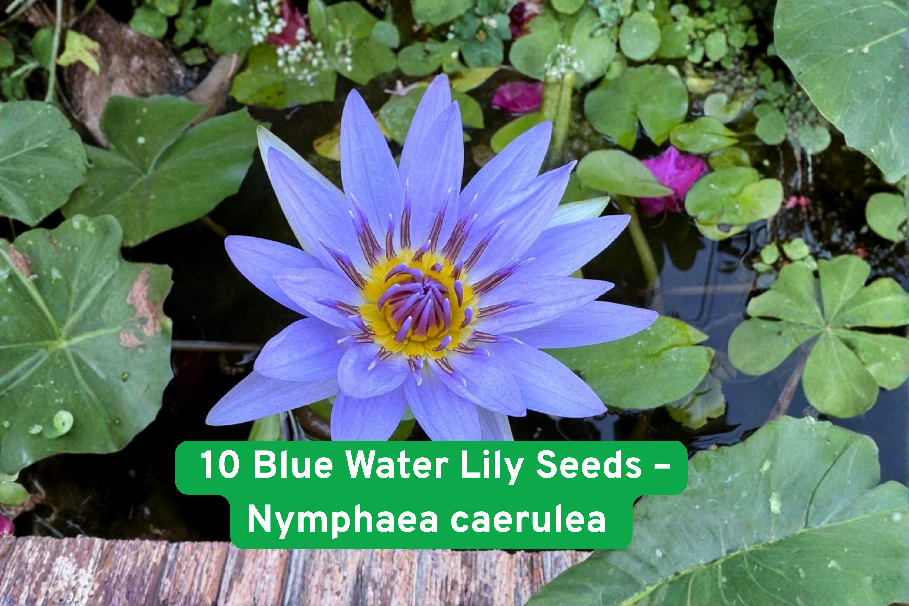 10 Blue Water Lily Seeds | Exotic Sacred Lotus Pond Plant | Nymphaea caerulea | Blue Flowers for Water Gardens & Ponds
