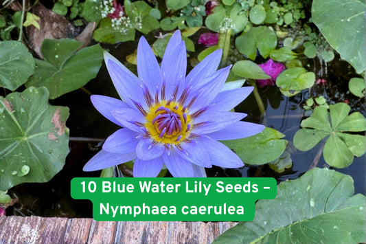 10 Blue Water Lily Seeds | Exotic Sacred Lotus Pond Plant | Nymphaea caerulea | Blue Flowers for Water Gardens & Ponds