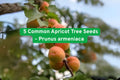 Common Apricot Tree Seeds, Prunus armeniaca, White Pink Blossoms, Hardy Zones 5-9, Fruit & Ornamental Plant