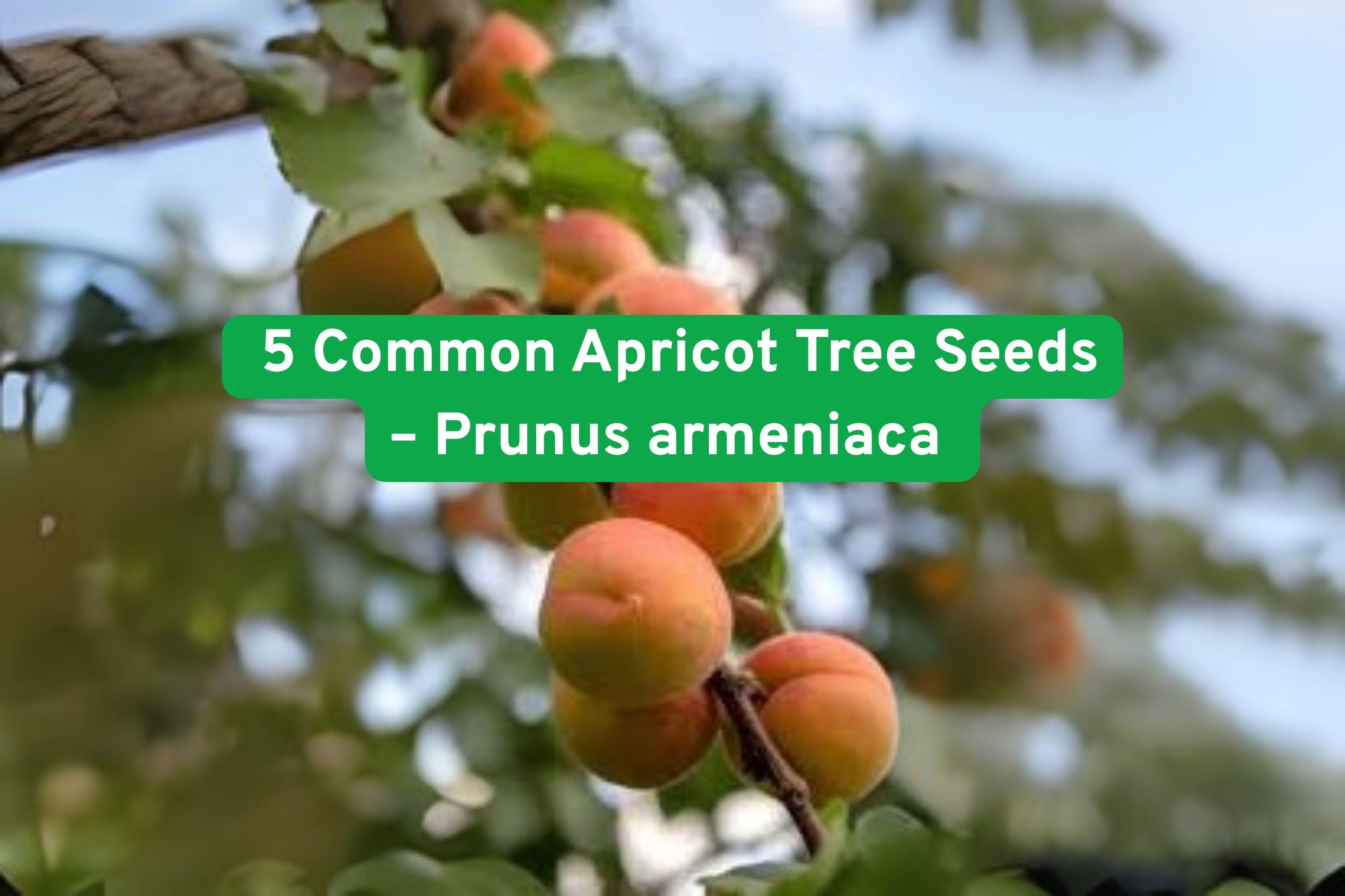 Common Apricot Tree Seeds, Prunus armeniaca, White Pink Blossoms, Hardy Zones 5-9, Fruit & Ornamental Plant