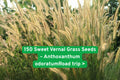 Sweet Vernal Grass Seeds - Fragrant Vanilla Ornamental Grass Anthoxanthum odoratum, Drought Tolerant, Perennial, 150 Seeds