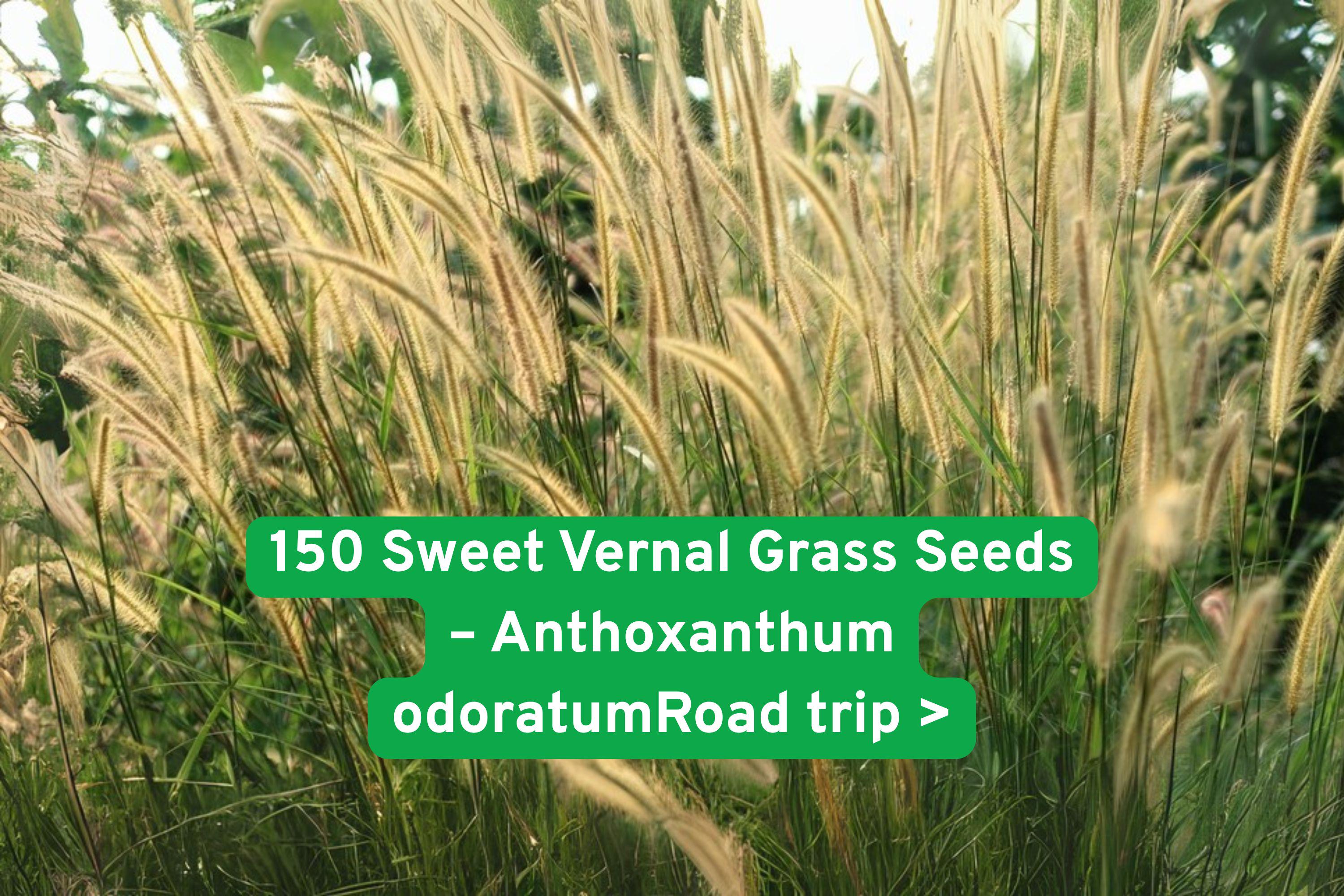 Sweet Vernal Grass Seeds - Fragrant Vanilla Ornamental Grass Anthoxanthum odoratum, Drought Tolerant, Perennial, 150 Seeds
