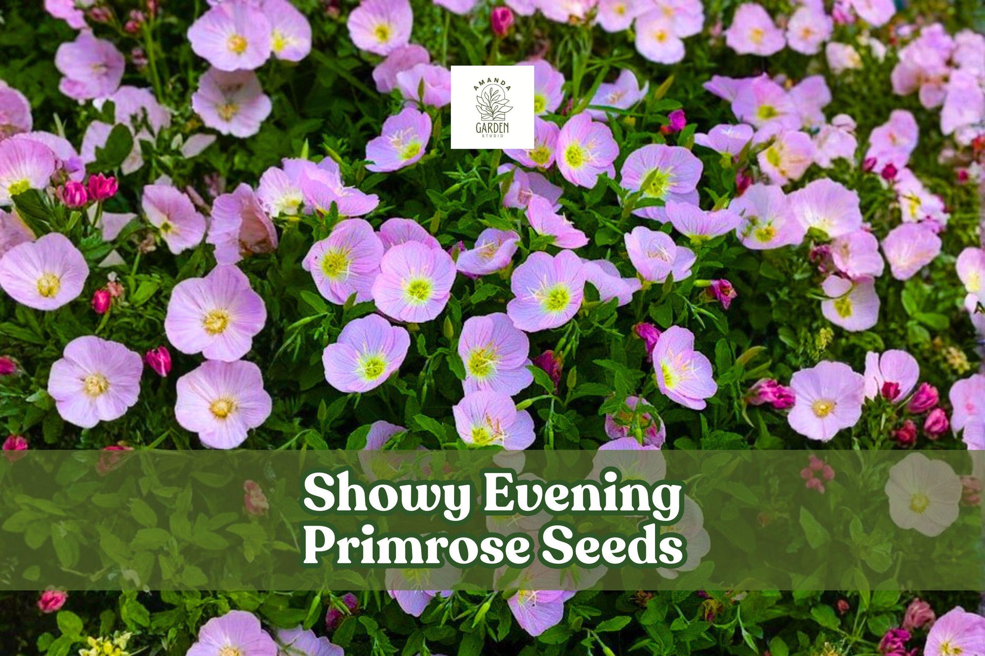 Showy Evening Primrose Seeds | 200 Pink Wildflower Seeds | Drought Tolerant, Pollinator-Friendly | Oenothera speciosa