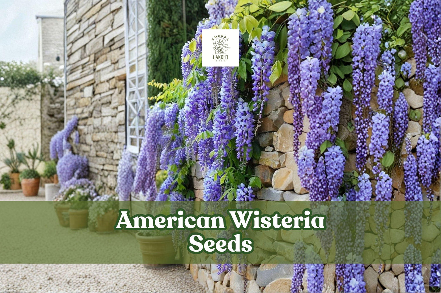 American Wisteria Seeds | Wisteria frutescens | Native Non-Invasive Vine | Purple Lavender Blooms | Easy to Grow
