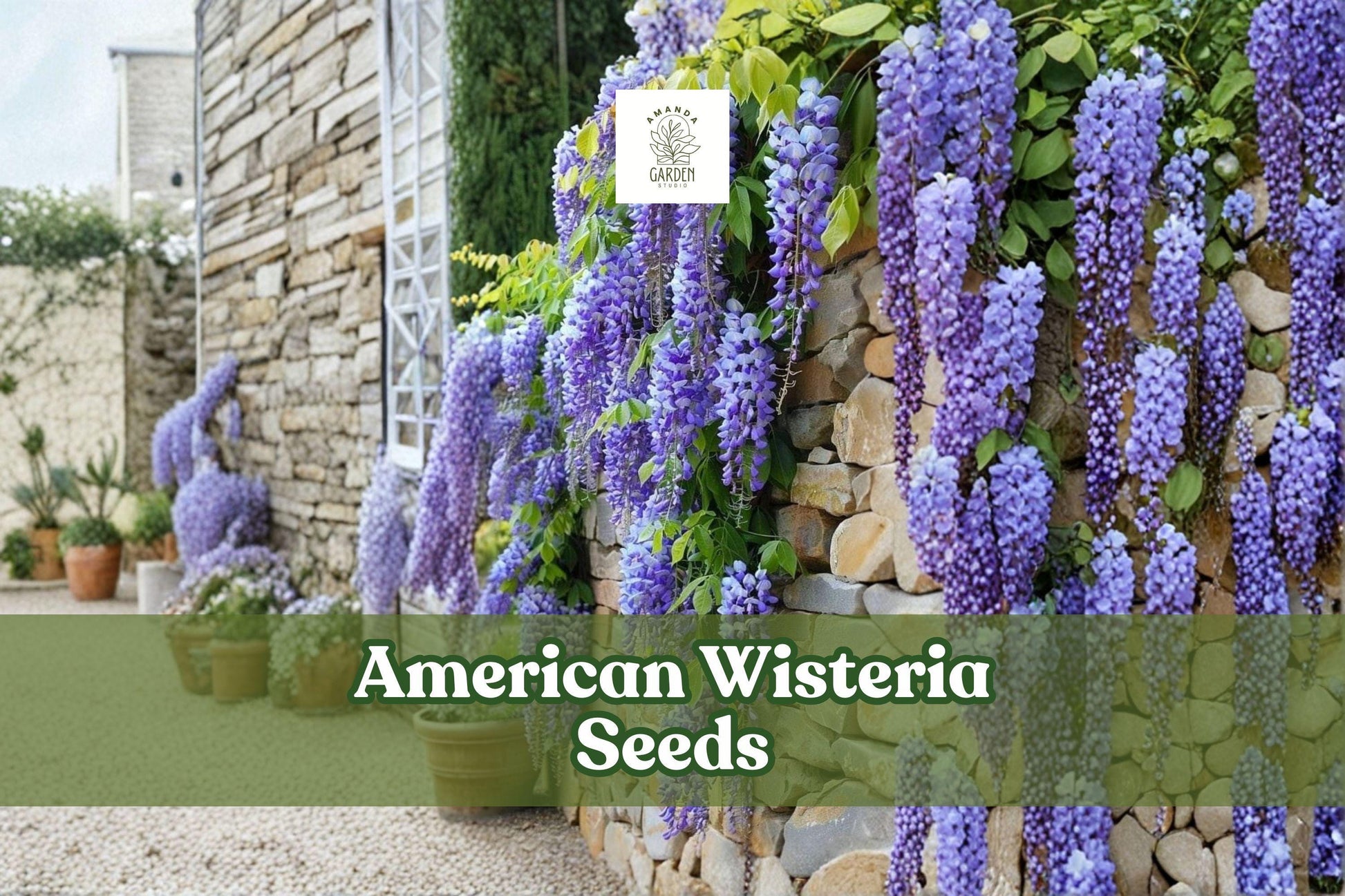 American Wisteria Seeds | Wisteria frutescens | Native Non-Invasive Vine | Purple Lavender Blooms | Easy to Grow