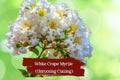 White Bloom Crape Myrtle Cuttings – Fresh Lagerstroemia Propagation Unrooted Hardwood & Semi-Hardwood
