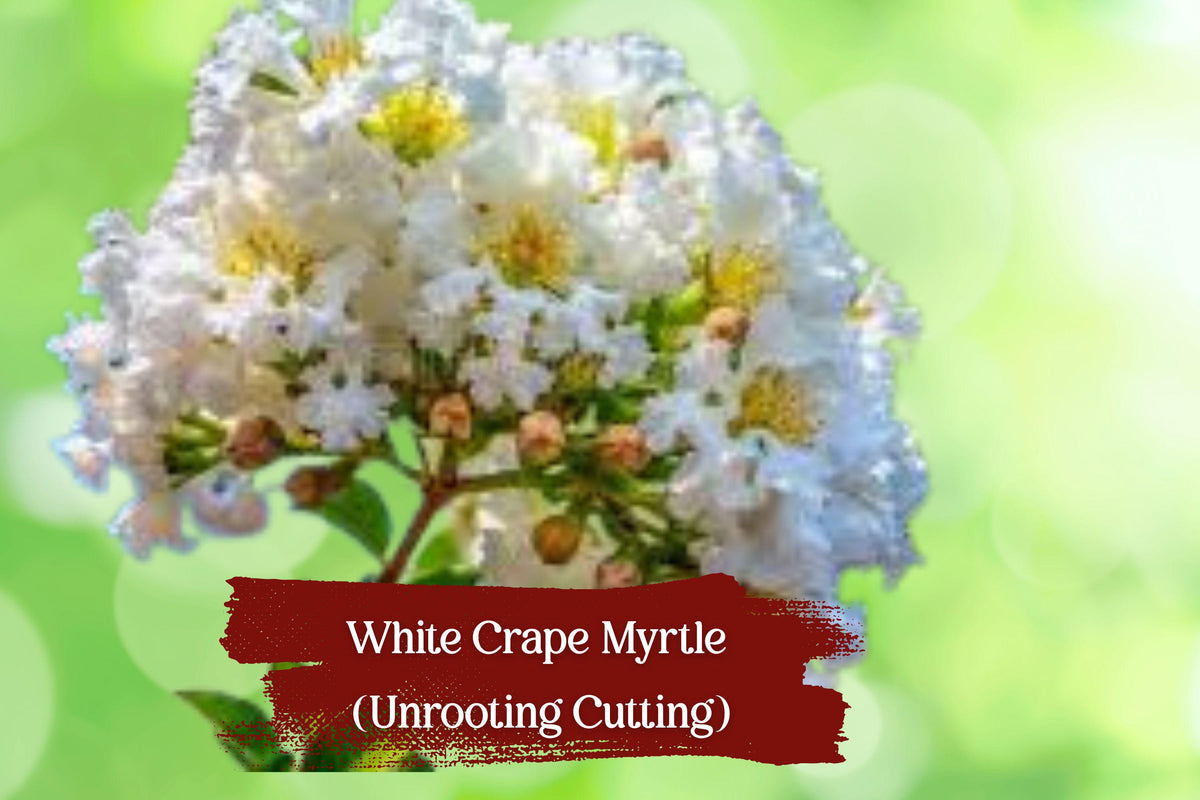 White Bloom Crape Myrtle Cuttings – Fresh Lagerstroemia Propagation Unrooted Hardwood & Semi-Hardwood