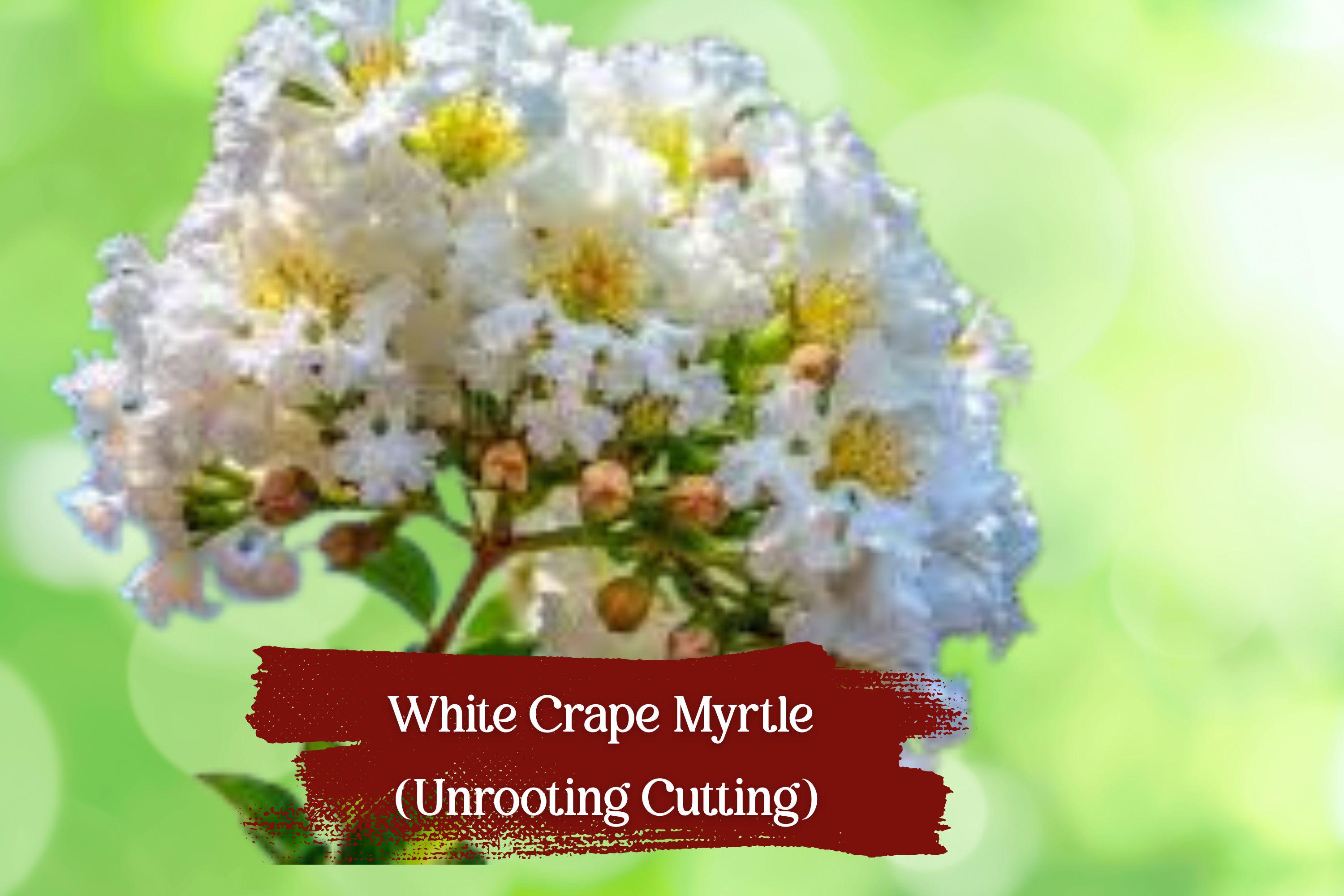 White Bloom Crape Myrtle Cuttings – Fresh Lagerstroemia Propagation Unrooted Hardwood & Semi-Hardwood