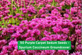 50 Purple Carpet Sedum Seeds – Spurium Coccineum Groundcover, Drought Tolerant Succulent, Perennial Flower for Rock Gardens and Borders