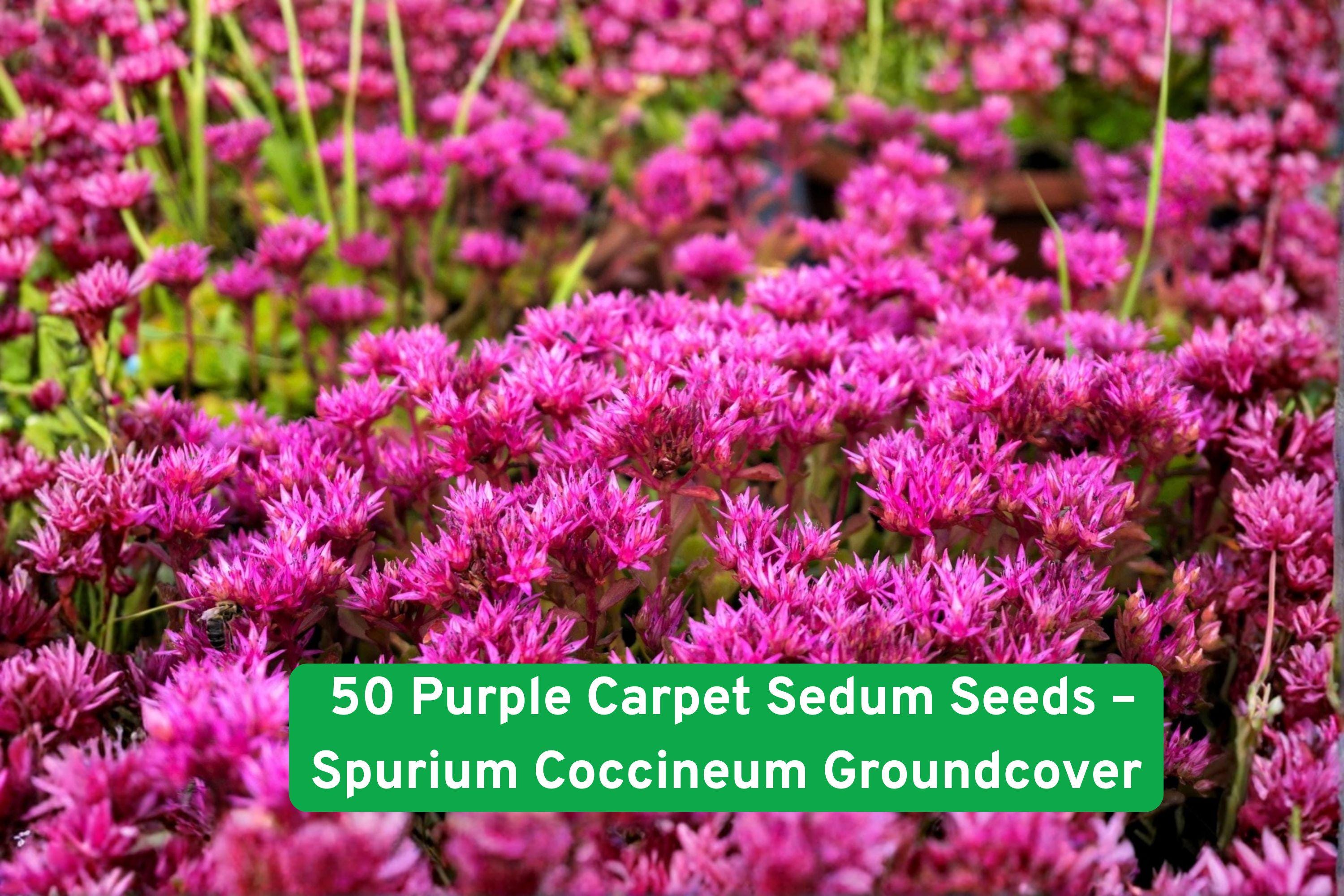 50 Purple Carpet Sedum Seeds – Spurium Coccineum Groundcover, Drought Tolerant Succulent, Perennial Flower for Rock Gardens and Borders