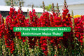 250 Ruby Red Snapdragon Seeds | Tall Cut Flower | Vibrant Ruby Red Blooms | Antirrhinum majus