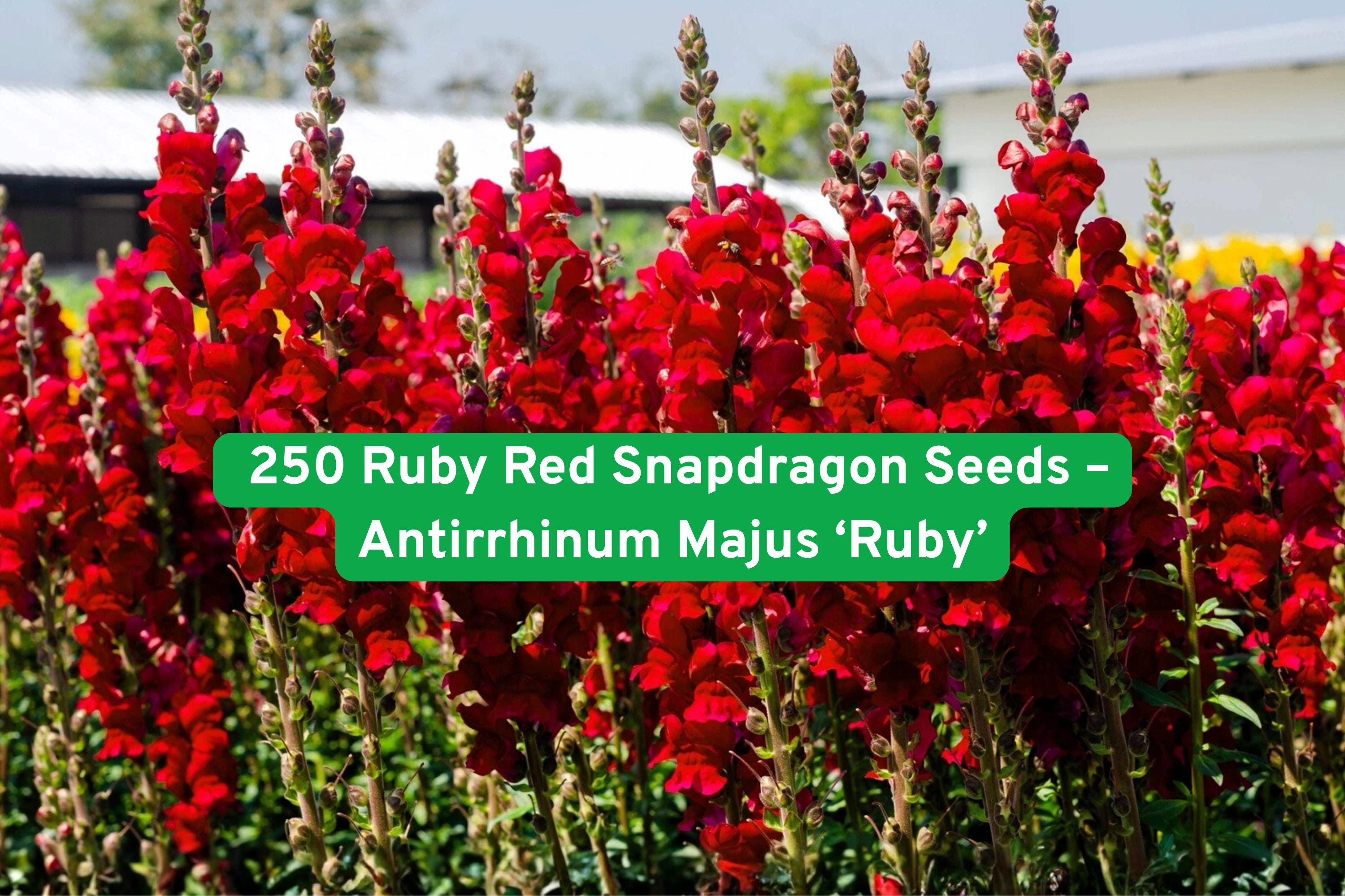 250 Ruby Red Snapdragon Seeds | Tall Cut Flower | Vibrant Ruby Red Blooms | Antirrhinum majus
