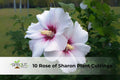 10 Rose of Sharon Cuttings – White & Purple Hibiscus Shrub, Unrooted Perennial Flowering Plants, Hibiscus syriacus