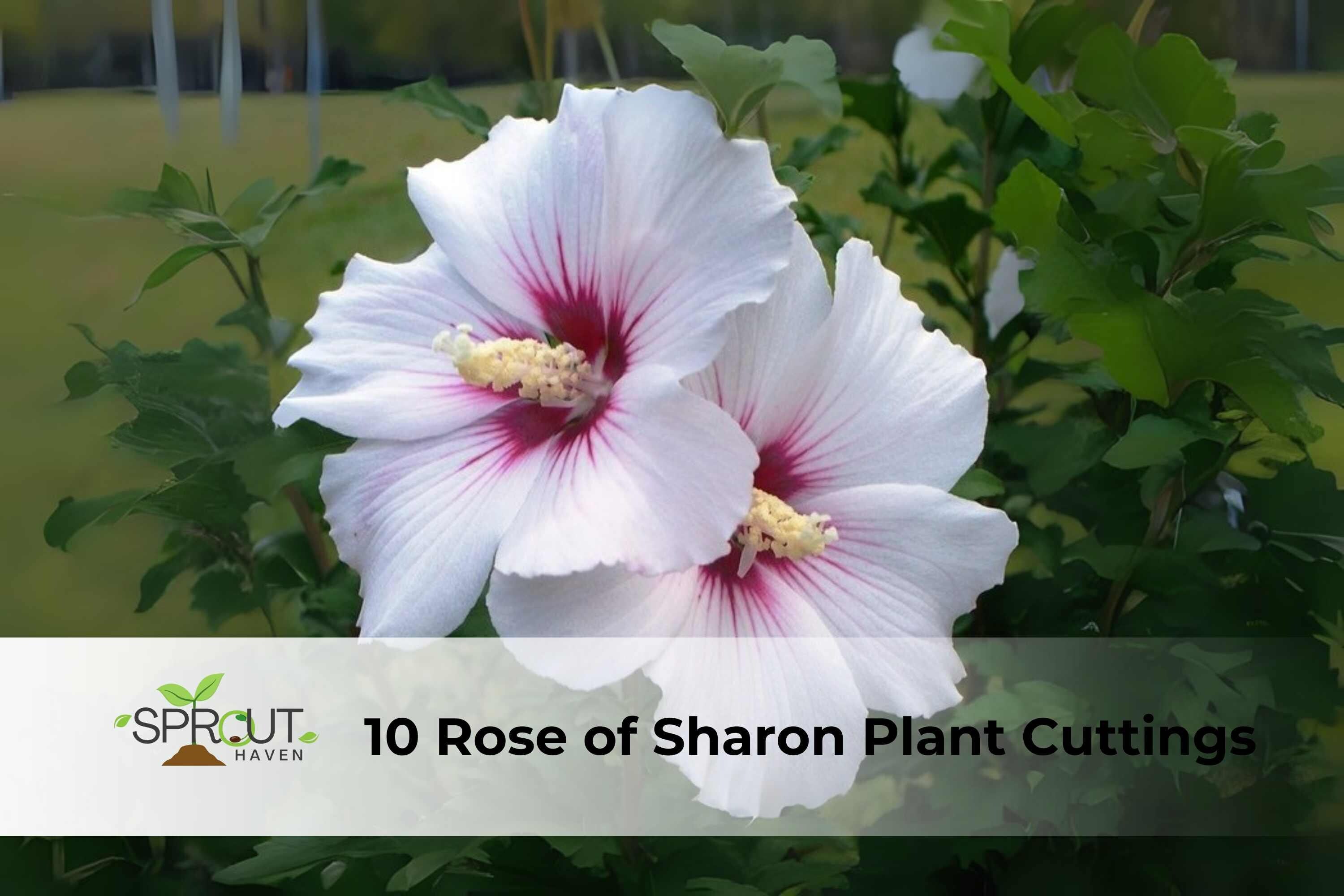 10 Rose of Sharon Cuttings – White & Purple Hibiscus Shrub, Unrooted Perennial Flowering Plants, Hibiscus syriacus