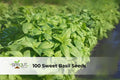 Sweet Basil Seeds, Large Leaf, Culinary Herb, Ocimum basilicum, for Pesto, Cooking, Garden & Containers