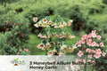 Honeybell Allium Bulbs – Hardy Perennial Flowers for Borders & Containers – Attracts Hummingbirds – Allium spp.