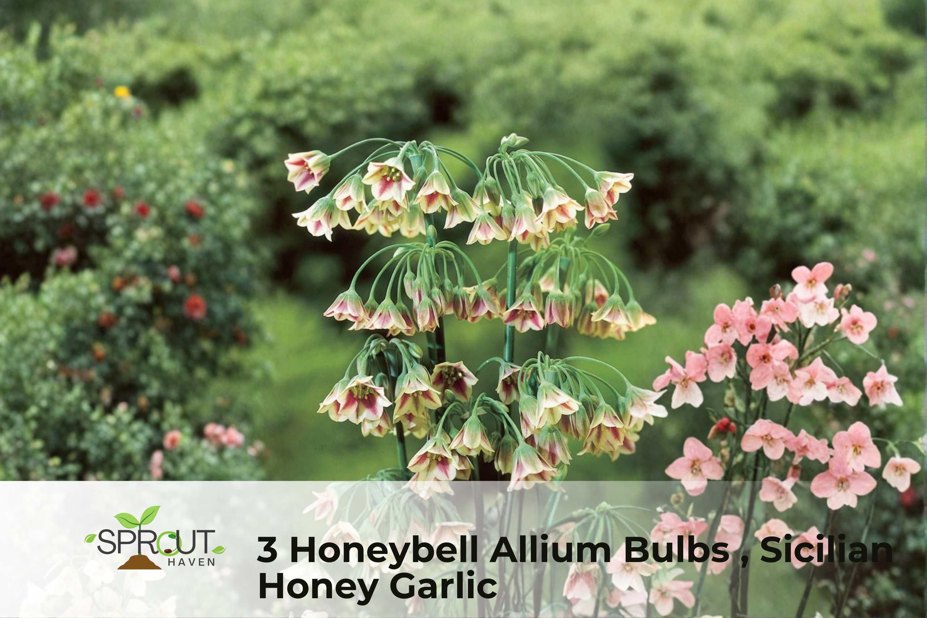 Honeybell Allium Bulbs – Hardy Perennial Flowers for Borders & Containers – Attracts Hummingbirds – Allium spp.