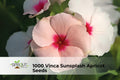 1000 Vinca Sunsplash Apricot Seeds | Catharanthus roseus Annual Bedding Flowers for Borders, Pots & Landscaping