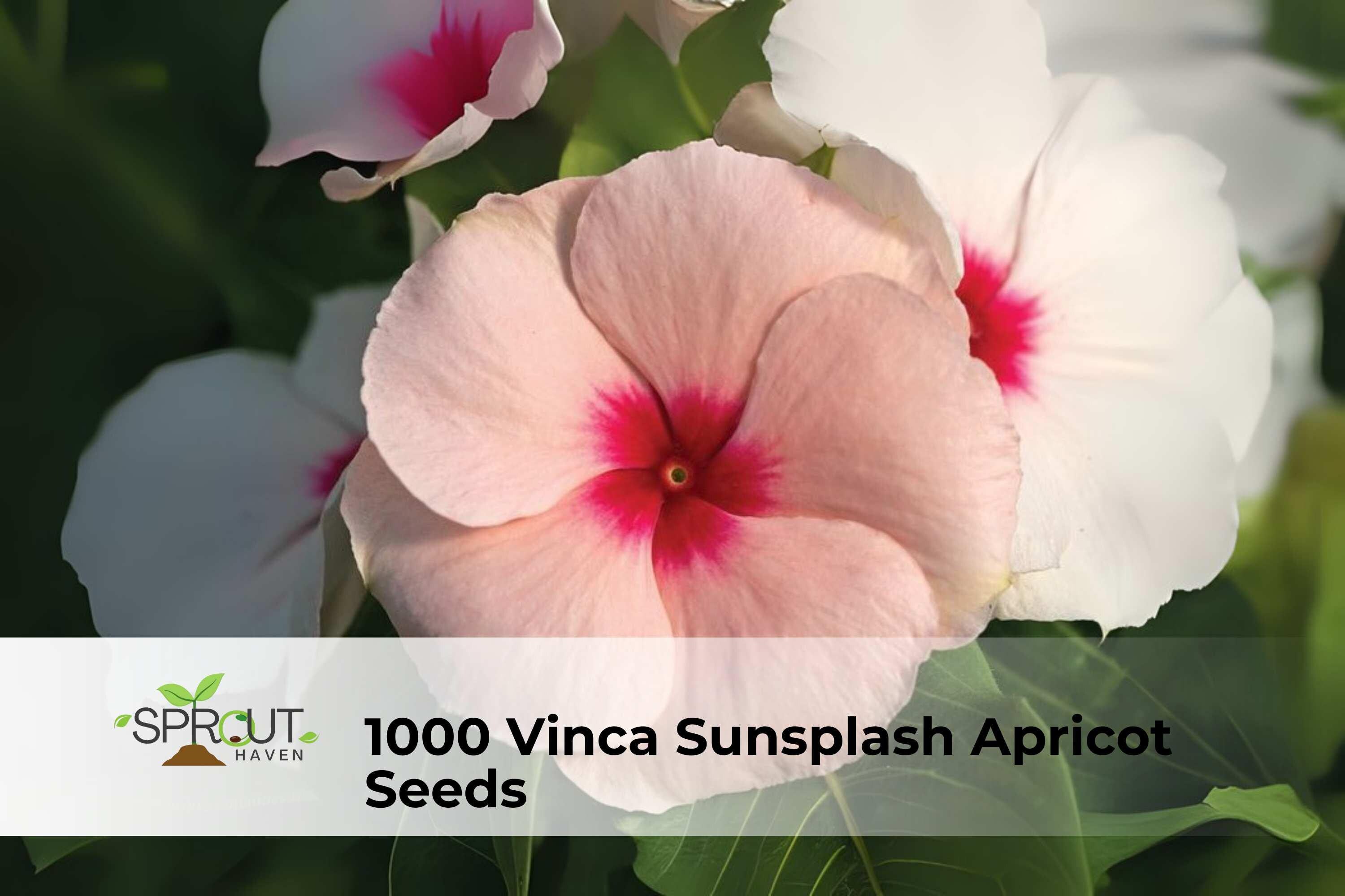 1000 Vinca Sunsplash Apricot Seeds | Catharanthus roseus Annual Bedding Flowers for Borders, Pots & Landscaping